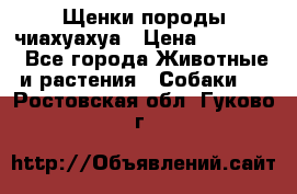 Щенки породы чиахуахуа › Цена ­ 12 000 - Все города Животные и растения » Собаки   . Ростовская обл.,Гуково г.